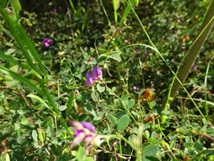 Lespedeza frutescens