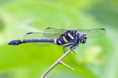 Ictinogomphus decoratus