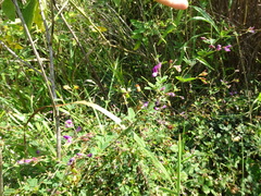 Lespedeza frutescens