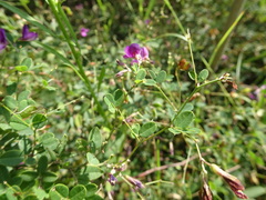 Lespedeza frutescens