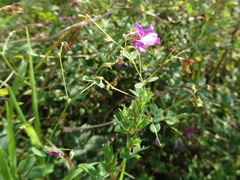 Lespedeza frutescens