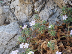 Erodium corsicum