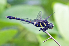 Ictinogomphus decoratus