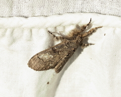 Dasychira vagans