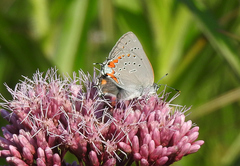 Satyrium acadica