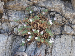 Erodium corsicum