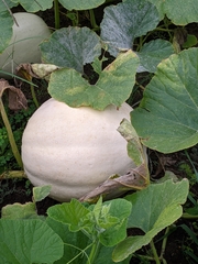 Cucurbita maxima maxima