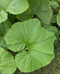 Cucurbita maxima maxima