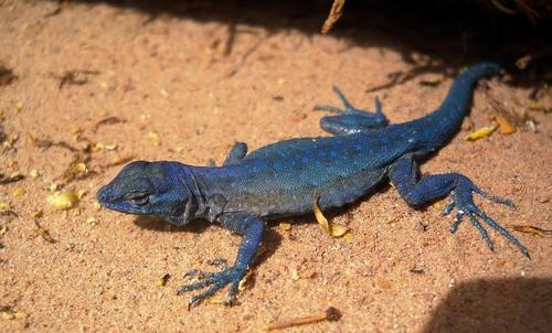 Common Side-blotched Lizard, photo 10 of 10