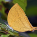 Mariposa Imperial Gris - Photo (c) Vijay Anand Ismavel, algunos derechos reservados (CC BY-NC-SA)