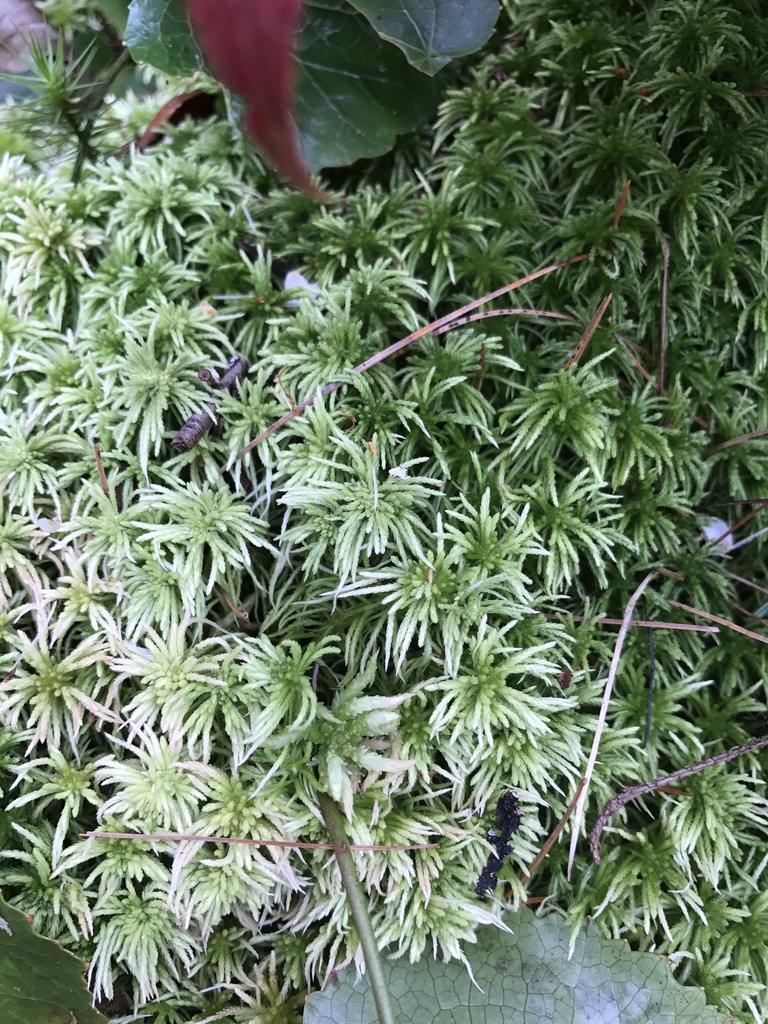 Sphagnum Subg. Cuspidata
