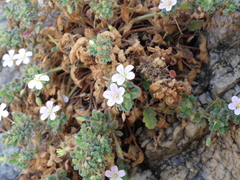 Erodium corsicum