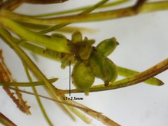 Potamogeton foliosus