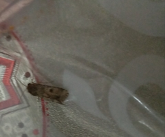 Agrotis exclamationis