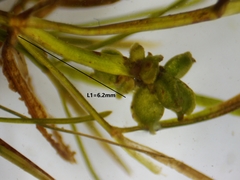 Potamogeton foliosus