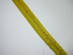 Potamogeton foliosus