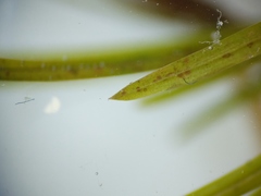 Potamogeton foliosus