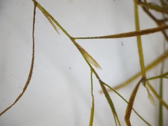 Potamogeton foliosus