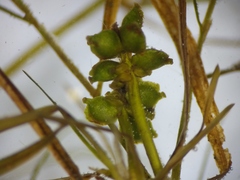 Potamogeton foliosus
