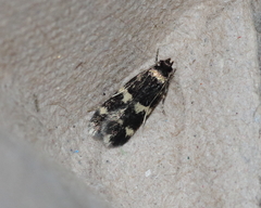 Oegoconia deauratella