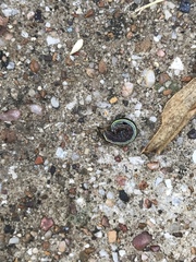 Insecta