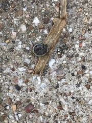 Insecta