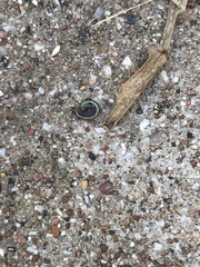Insecta