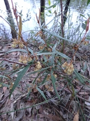 Lasiopetalum ferrugineum