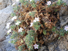 Erodium corsicum