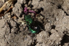 Chrysididae