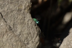 Chrysididae