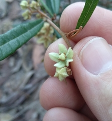 Lasiopetalum ferrugineum