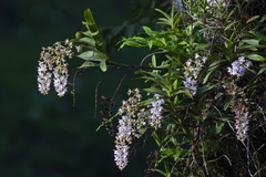 Aerides odorata