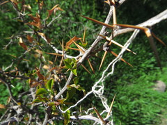 Berberis chilensis