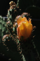 Opuntia