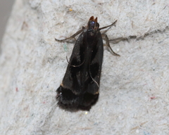 Dichomeris ochripalpella