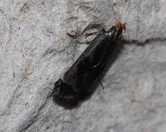 Dichomeris ochripalpella