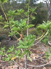 Hibiscus heterophyllus