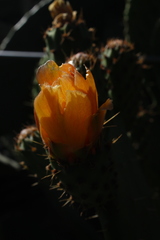 Opuntia