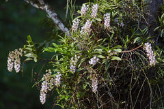 Aerides odorata