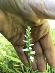 Spiranthes incurva
