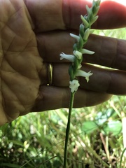 Spiranthes incurva