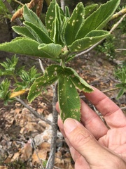 Hibiscus heterophyllus
