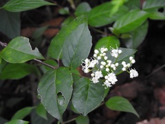 Viburnum lautum
