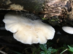 Clitocybe semiocculta