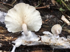 Clitocybe semiocculta