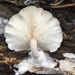 Clitocybe semiocculta