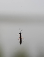 Xyeloidea