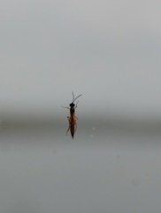 Xyeloidea
