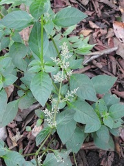 Iresine celosia